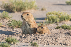 Mexican Prairie Dog photo 4