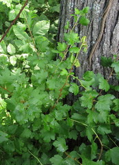 Ribes uva-crispa
