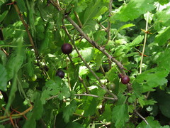 Ribes uva-crispa
