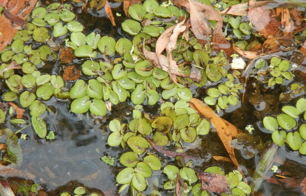 Giant Salvinia from Mackay QLD, Australia on September 18, 2020 at 11: ...