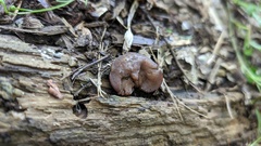 Neogyromitra japonica