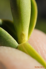 Veronica brachysiphon