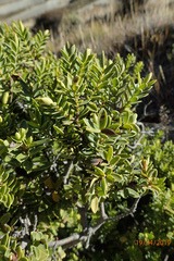 Veronica brachysiphon