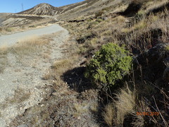 Veronica brachysiphon