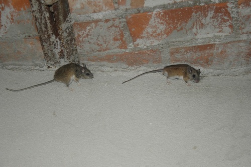 Plateau Mouse