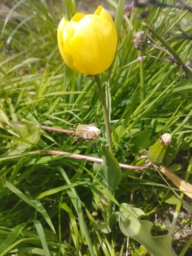 Image of Tulipa gesneriana by no rights reserved