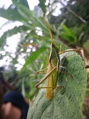 Prionolopha serrata