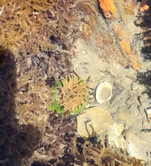 Anthopleura fuscoviridis