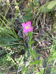Oenothera rosea