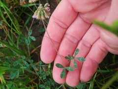 Trifolium bifidum decipiens