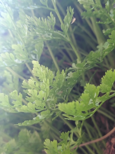 Cryptogramma crispa iNat (3)