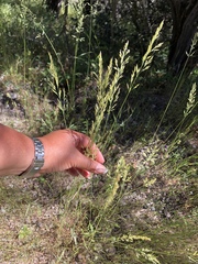Poa secunda