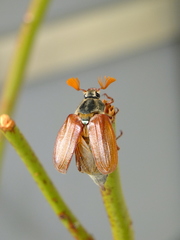 Melolontha melolontha