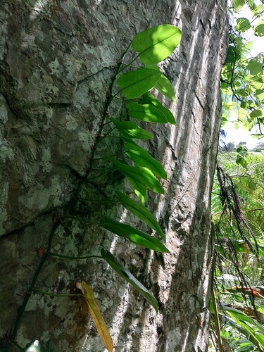 Philodendron consanguineum