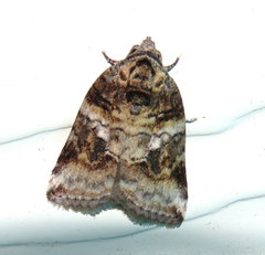 Garella vallata