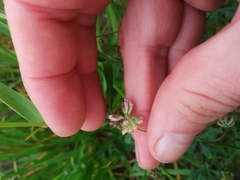 Trifolium bifidum decipiens