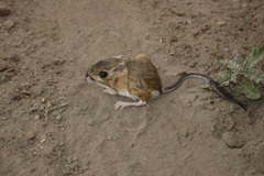 Dipodomys merriami atronasus