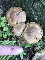 Tubariaceae