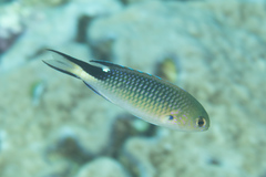 Pomachromis richardsoni