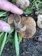 Tubariaceae