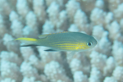 Pycnochromis vanderbilti