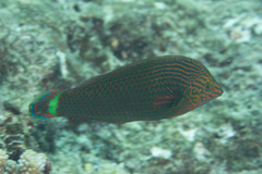 Halichoeres marginatus