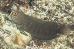 Chestnut Blenny photo 4