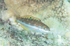 Thalassoma quinquevittatum