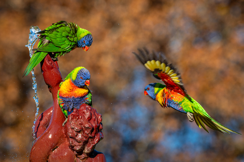 Rainbow Lorikeet, photo 10 of 10