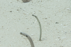 Heteroconger hassi