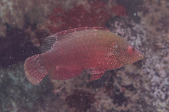 Cheilinus oxycephalus