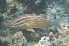 Parupeneus ciliatus