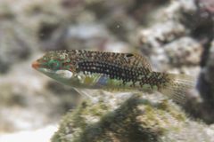 Halichoeres margaritaceus