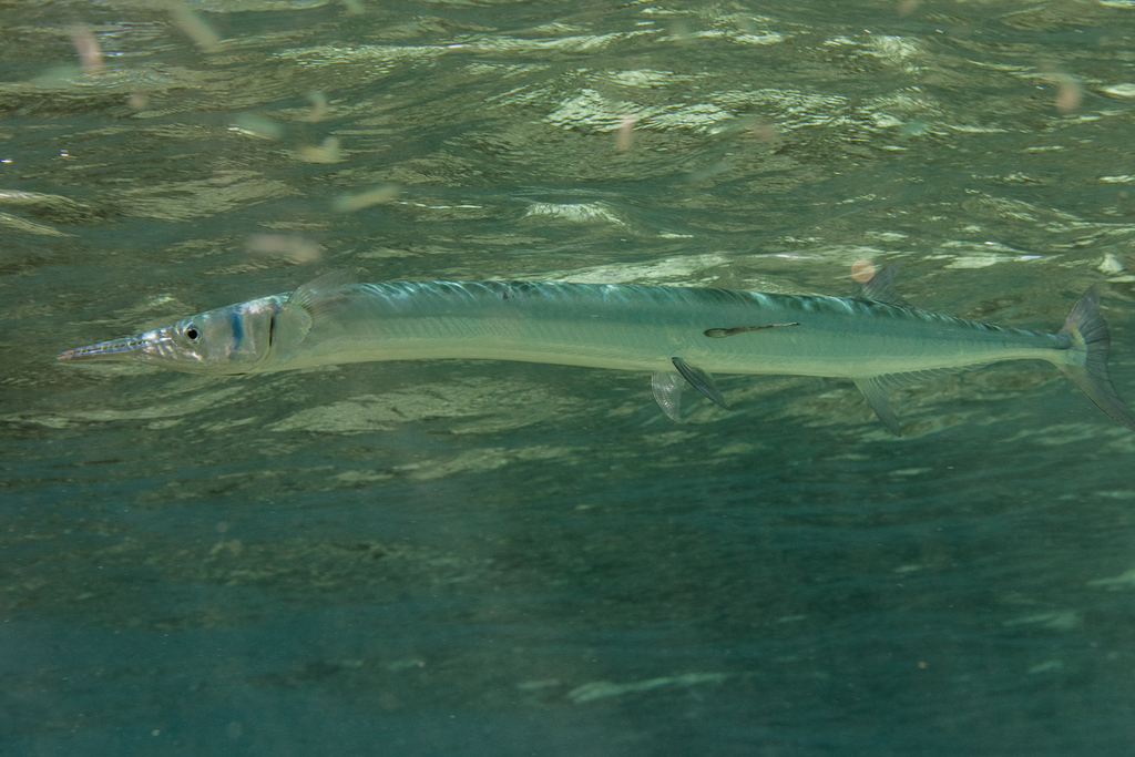 Crocodile Needlefish from Lomaiviti, Eastern, Fiji on May 06, 2016 at ...