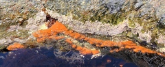 Styelidae
