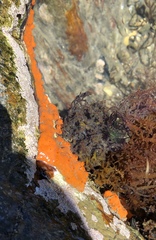 Styelidae