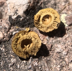 Disholcaspis simulata