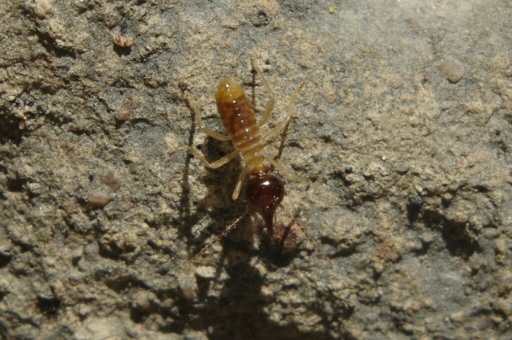 Nasutitermes magnus from Maryborough West QLD 4650, Australia on May 13 ...