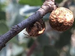 Disholcaspis simulata