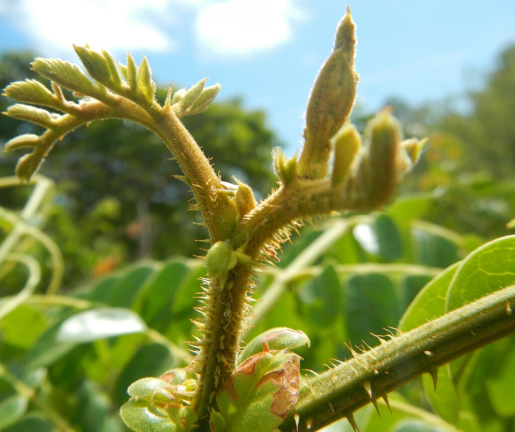 Nickernut Beanshell Nickernut from Bowen QLD 4805, Australia on September 15, 2020 at 10:15 ...