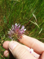 Trifolium obtusiflorum