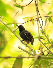 Myrmoborus melanurus
