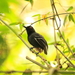 Black-tailed Antbird - Photo (c) David J Barton, some rights reserved (CC BY-NC), uploaded by David J Barton