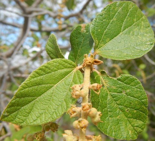 Croton arnhemicus