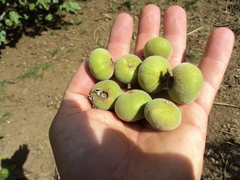Campomanesia guazumifolia