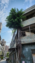 Chinesische Feige (Ficus microcarpa): Herkunft und Verwendung — Foto 2