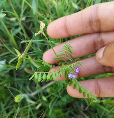 Astragalus leptocarpus