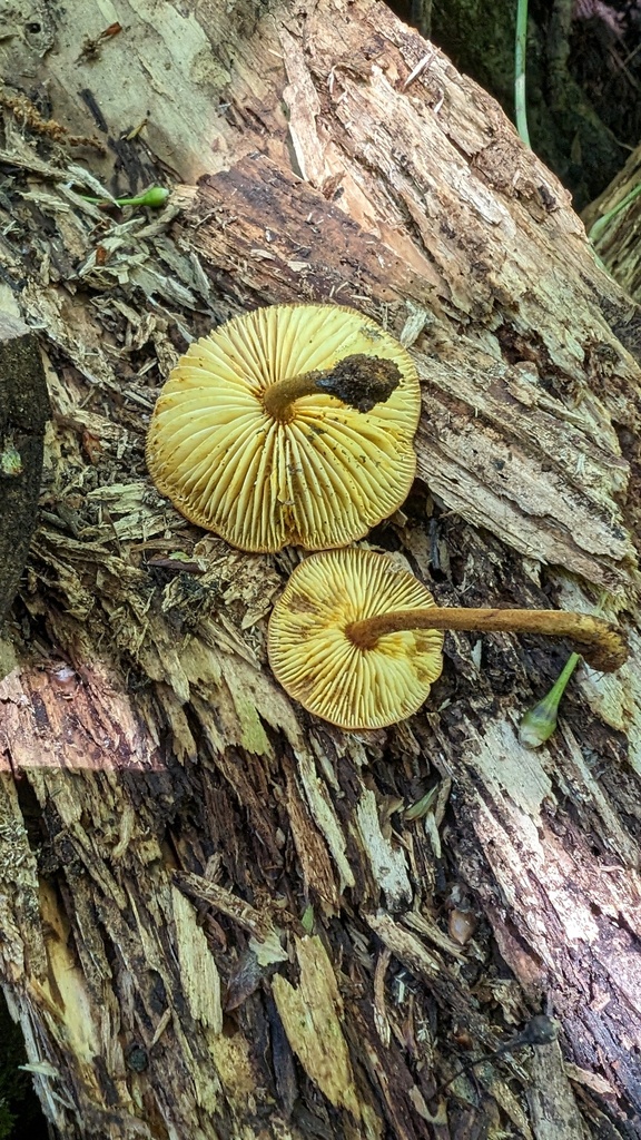 Heimiomyces tenuipes