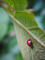 Mada synemia