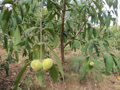 Campomanesia guazumifolia